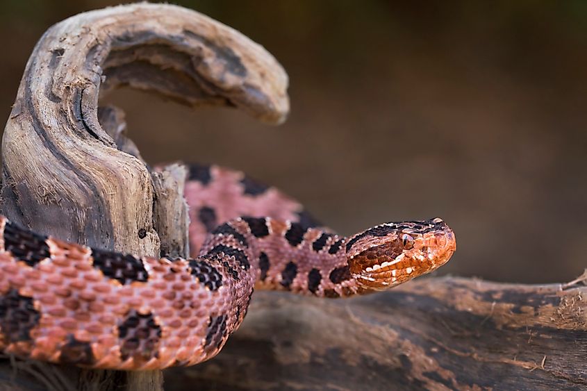 A pygmy rattlesnake (Sistrurus miliarius)