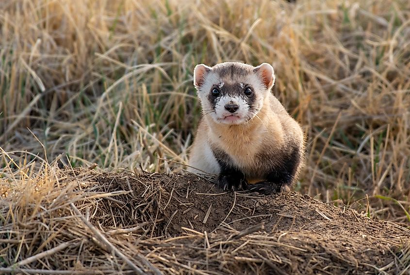 A black-footed ferret (Mustela nigripes)