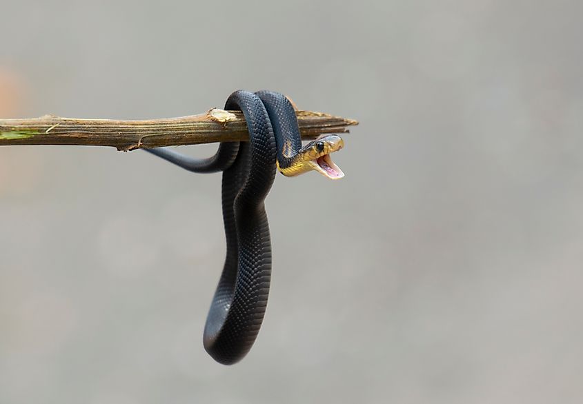 A monocled cobra (Naja kaouthia)
