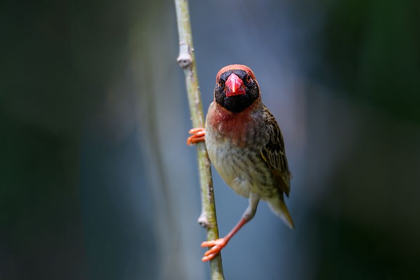 A male red-billed quelea perched on a willow branch.