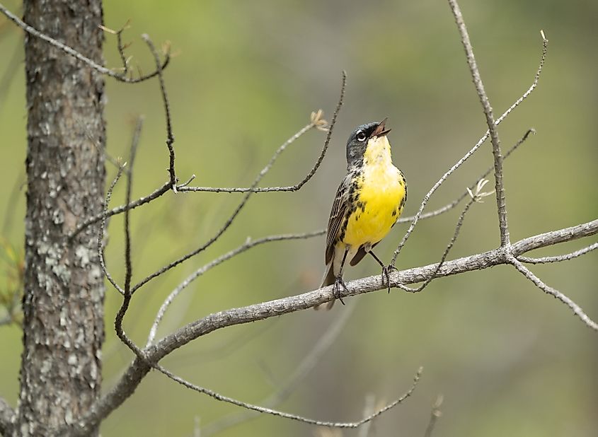A Kirtland's warbler (Setophaga kirtlandii)