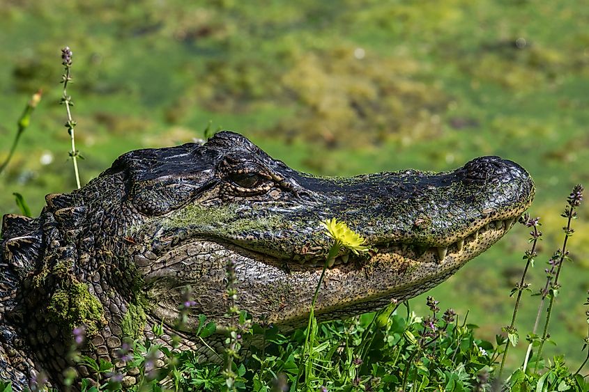 An American alligator (Alligator mississippiensis)