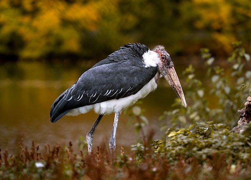 A marabou stork (Leptoptilos crumenifer)