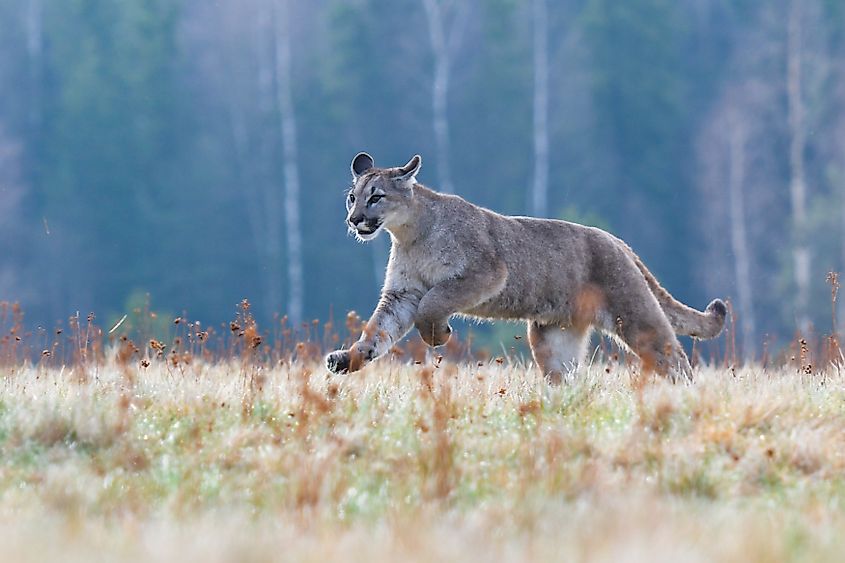 A mountain lion (Puma concolor)