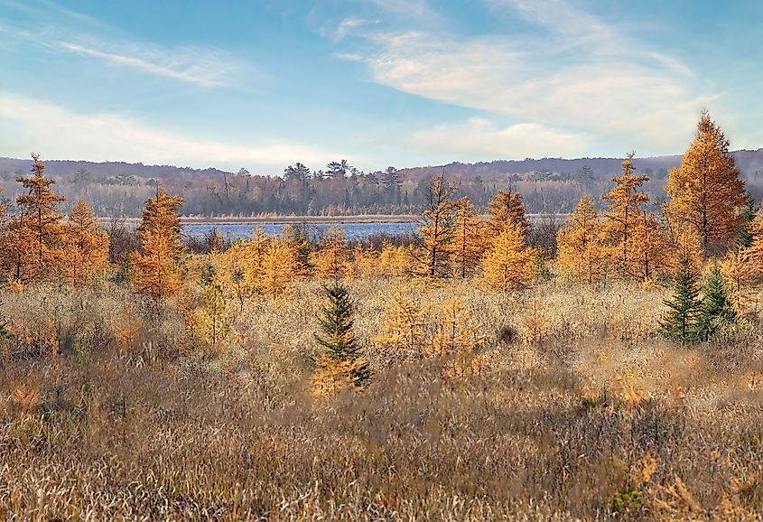 Tamarack Tree swamp with autumn golden foliage in the Chippewa National Forest