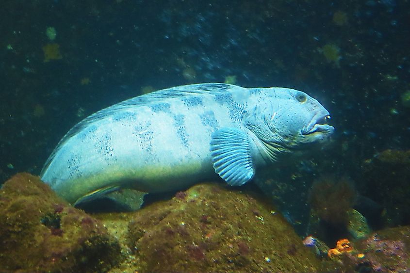 An Atlantic wolffish (Anarhichas lupus)