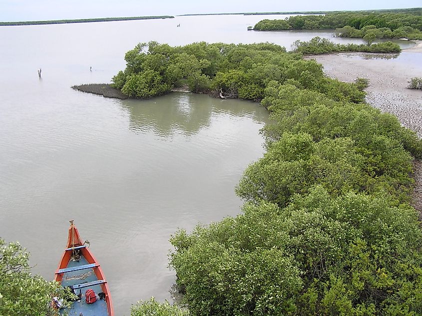 Fringing mangroves and exposed mudflats in Muthupet Lagoon show the shallow, silty coastal habitat associated with many nearshore marine species.