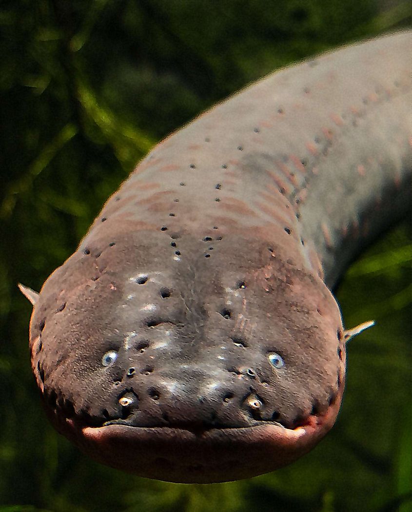 Head of electric eel, showing rows of lateral line pits on top and sides.