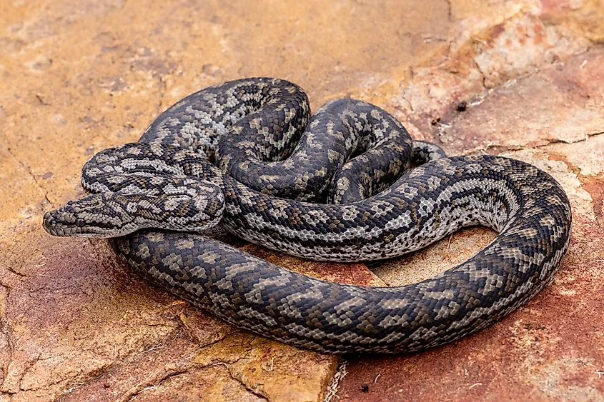 Australian Murray Darling Carpet Python