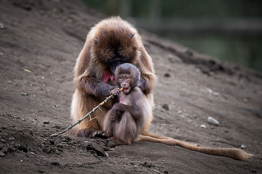 A gelada with its baby