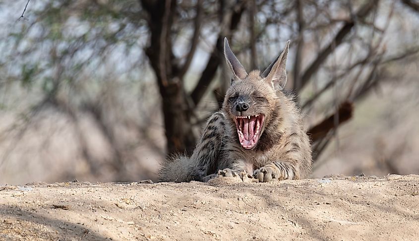 A striped hyena (Hyaena hyaena)