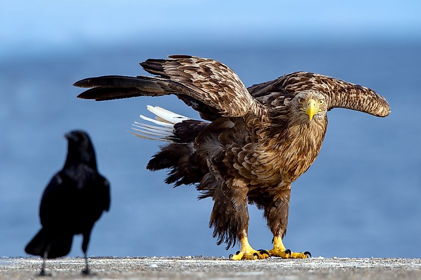 A white-tailed eagle confronted by a raven.