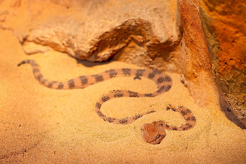 A Saharan horned viper (Cerastes cerastes)