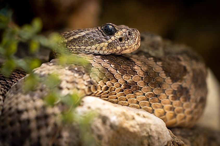 A western diamondback rattlesnake (Crotalus atrox)