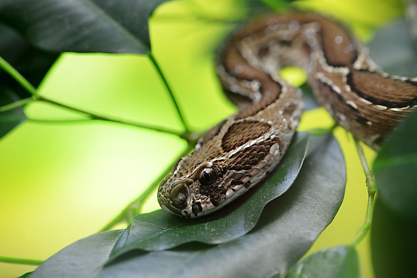 A Russell's viper (Daboia russelii)