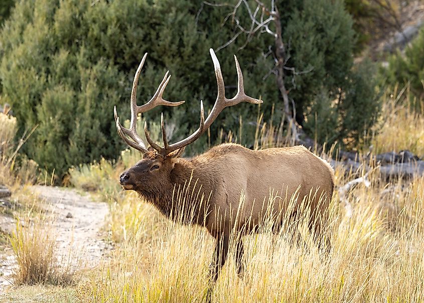 An elk (Cervus canadensis)