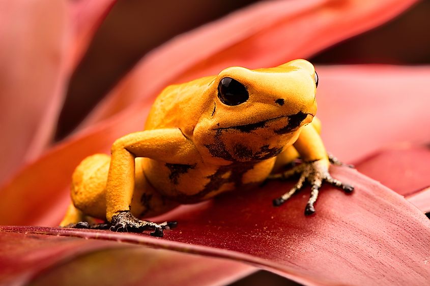 A golden poison frog (Phyllobates terribilis)