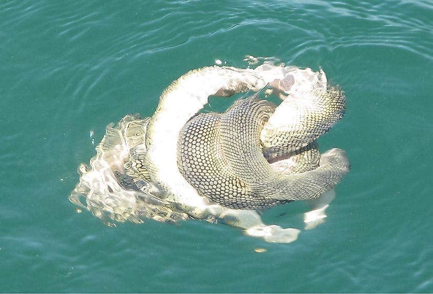 Two beaked sea snakes intertwine at the water’s surface during mating behavior in the western Gulf of Oman.