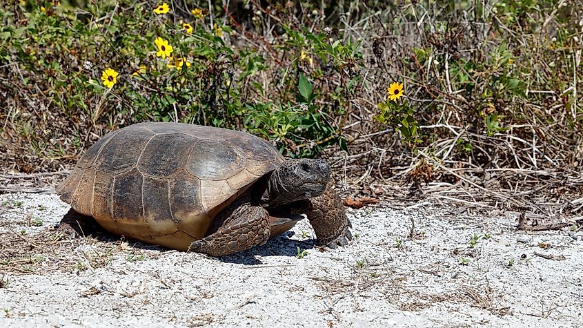 A gopher tortoise walking across open sandy ground in Florida.
