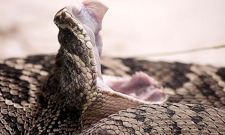 An eastern diamondback rattlesnake