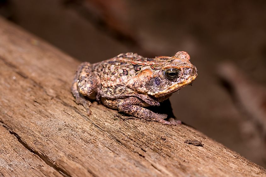 A cane toad (Rhinella marina)