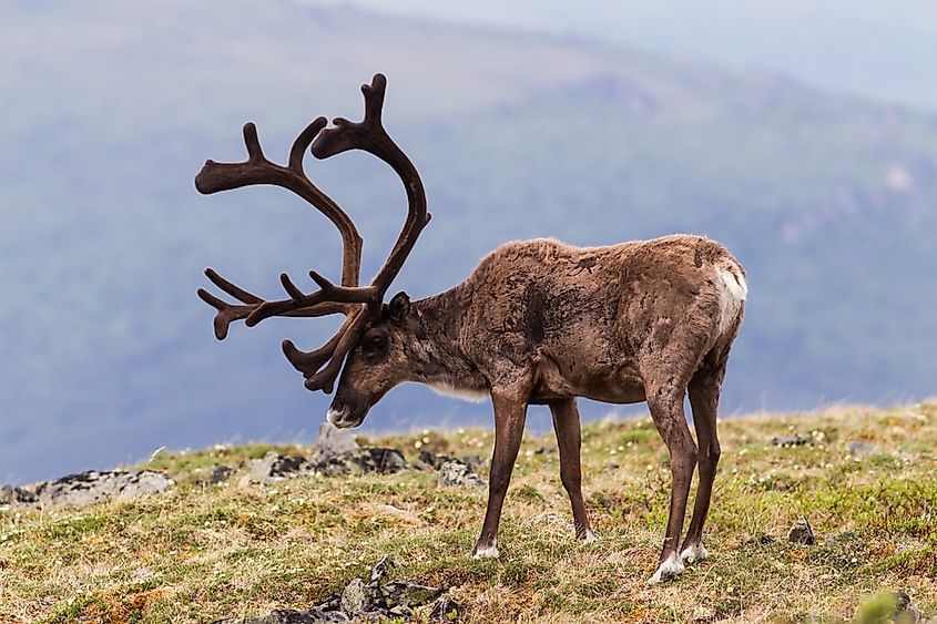 A bull caribou with full antlers standing on alpine tundra in the Yukon, Canada.