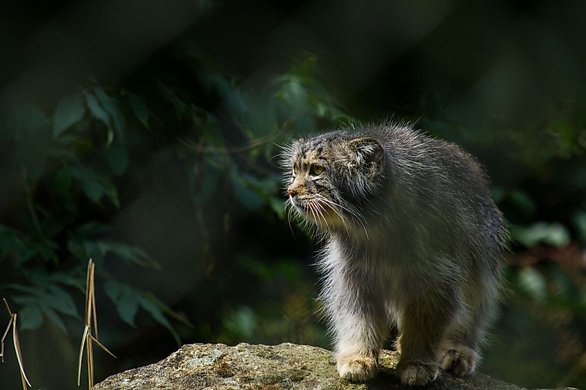 A Pallas's cat (Otocolobus manul)