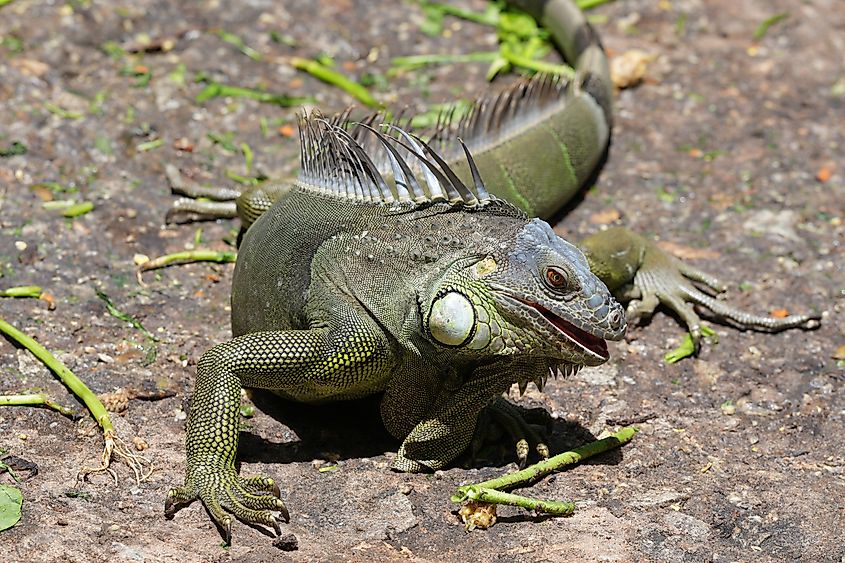 Iguana lizard is eating fresh vegetables.