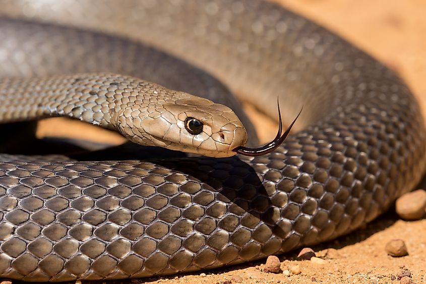 The eastern brown snake.