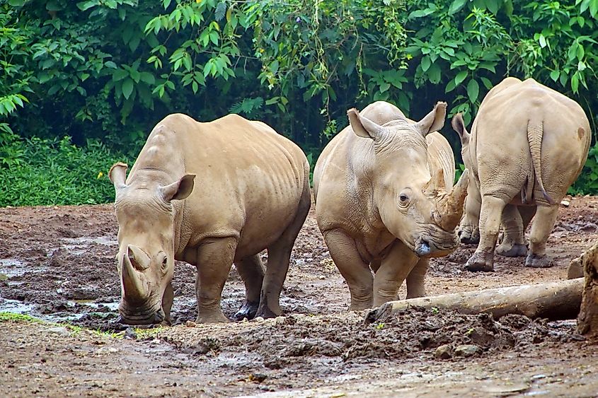 A group of Sumatran rhinos