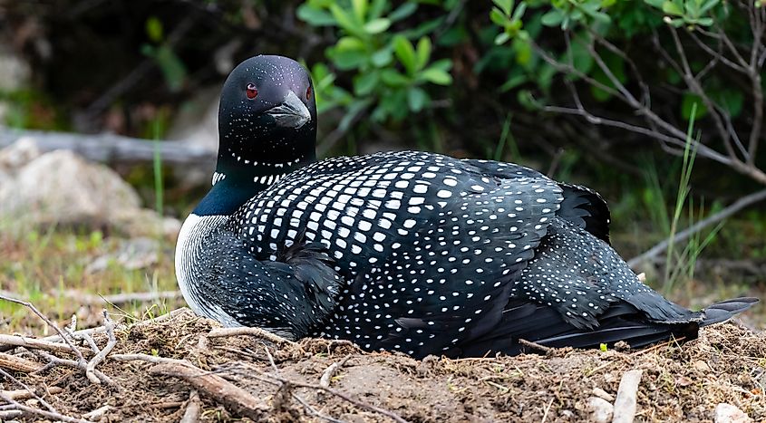 A common loon (Gavia immer)
