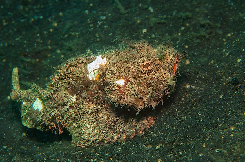 A devil scorpionfish (Scorpaenopsis diabolus)