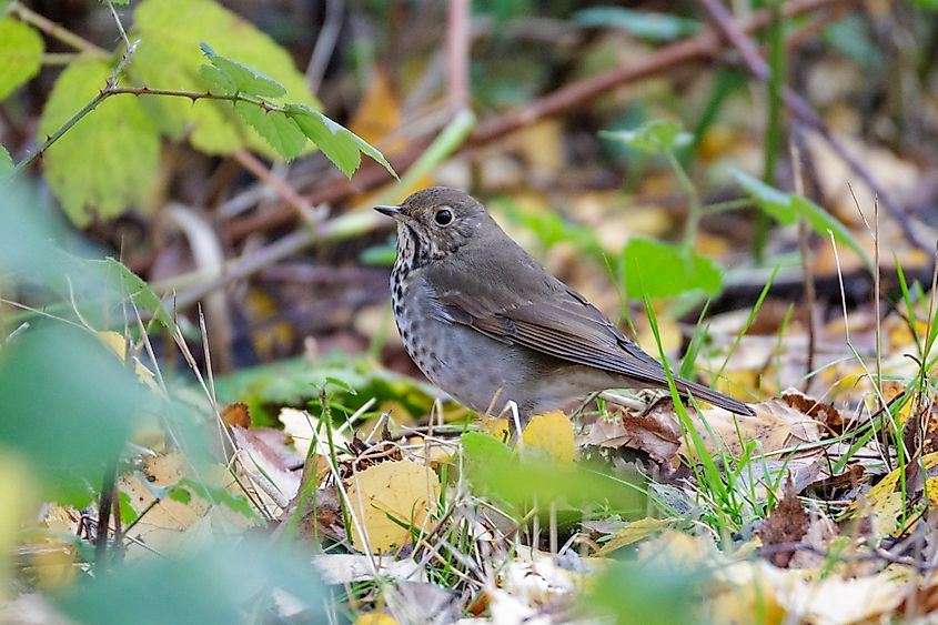 A hermit thrush (Catharus guttatus)