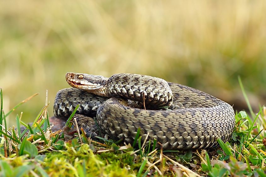 A European adder (Vipera berus)