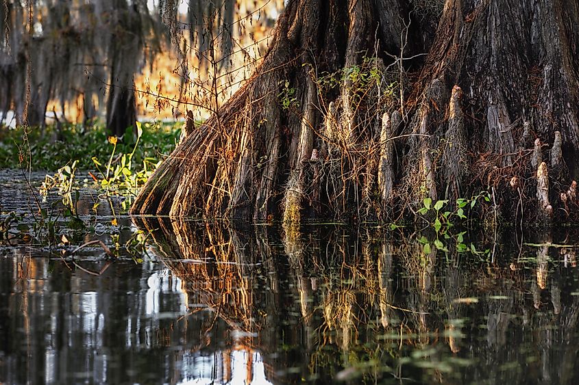 Closeup shot of a tree reflected in the water in The Great Cypress Swamp, Delaware