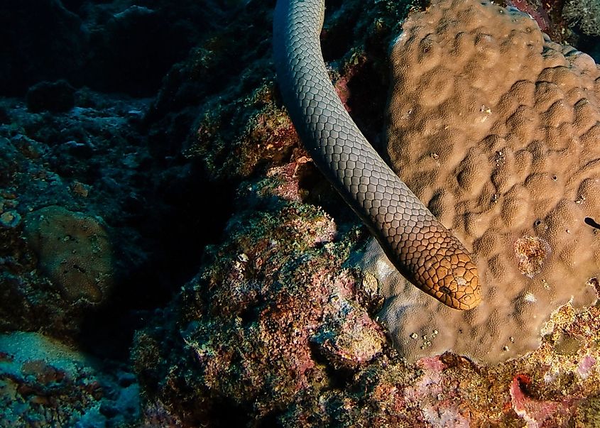 An olive sea snake (Aipysurus laevis)