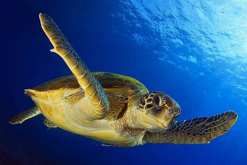 A green sea turtle swimming in the ocean.