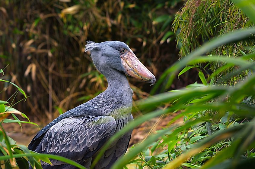 A shoebill (Balaeniceps rex)