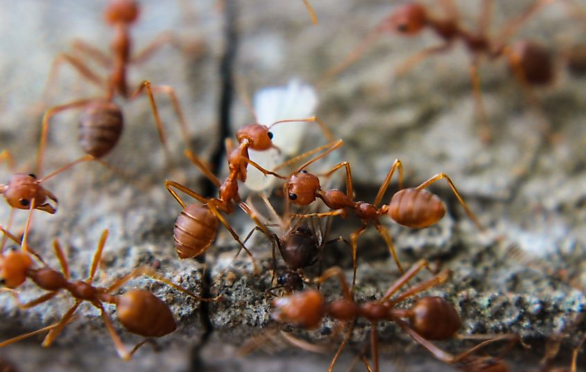 A group of red imported fire ants (Solenopsis invicta)
