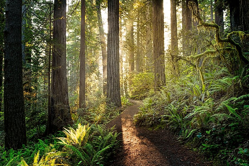 View of the trees along a nature trail at Redwood National Park