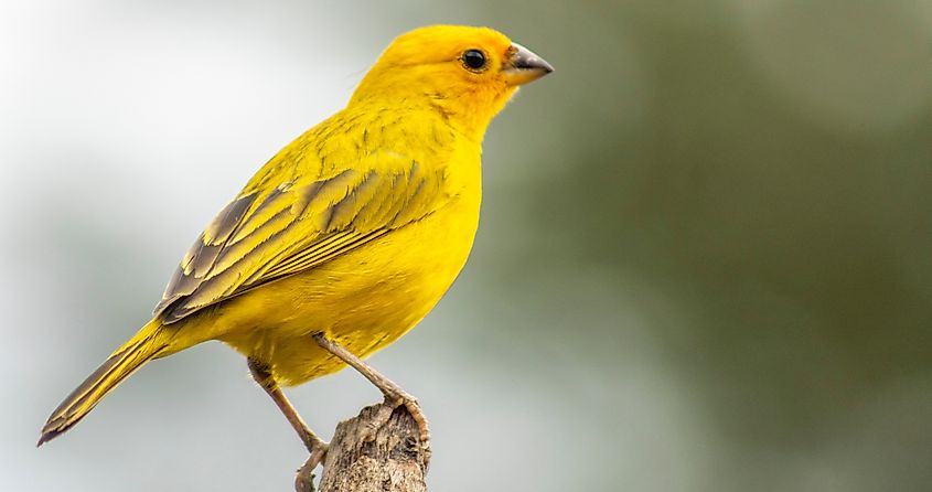The true canary or canary of the earth, (scientific name: Sicalis flaveola L.)