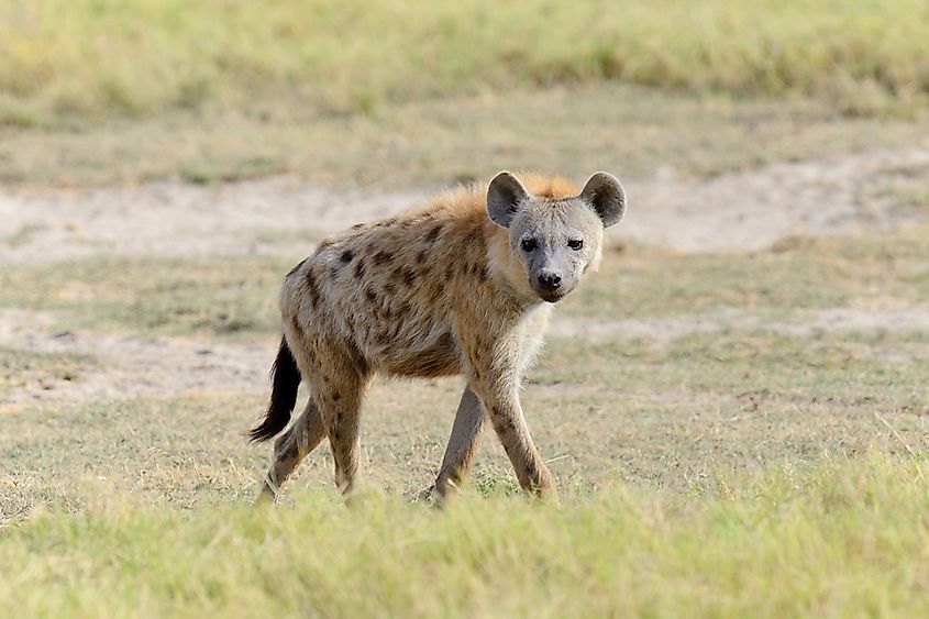 The spotted hyena is the most widespread of the four hyena species.