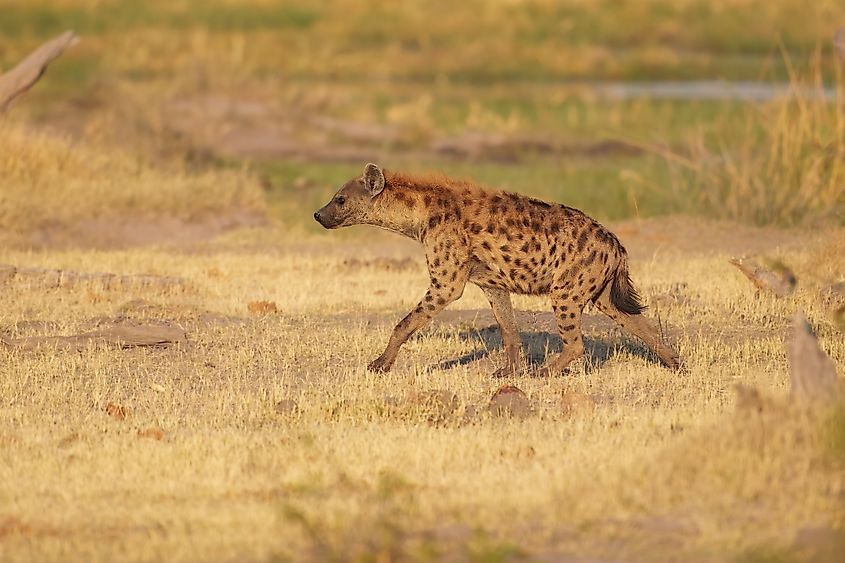 Spotted hyena (Credit: Miroslav Srb via Shutterstock)