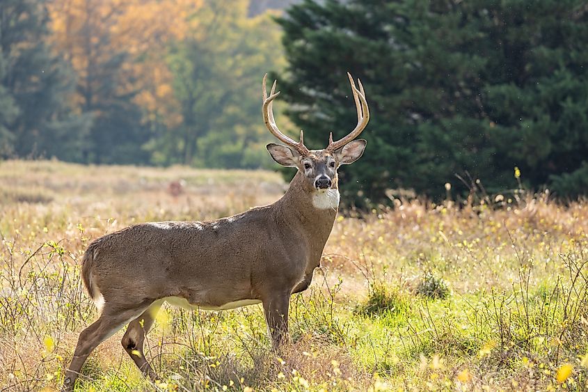 A White-tailed Deer buck (Odocoileus virginianus)