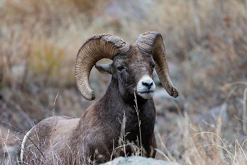 A Rocky Mountain bighorn sheep (Ovis canadensis canadensis)