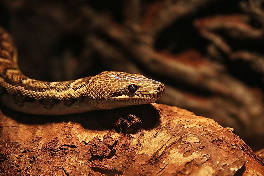 A Cuban boa (Chilabothrus angulifer)