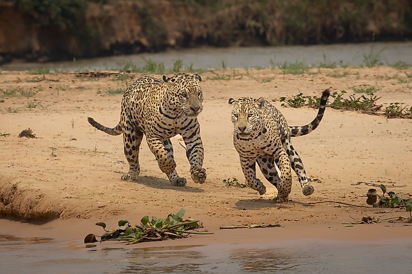 Two jaguars running together