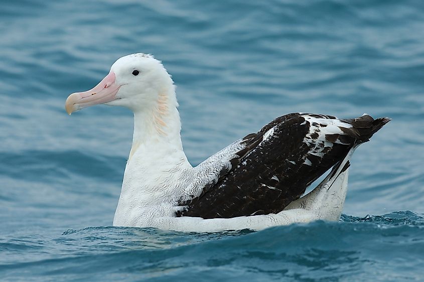 A wandering albatross (Diomedea exulans)