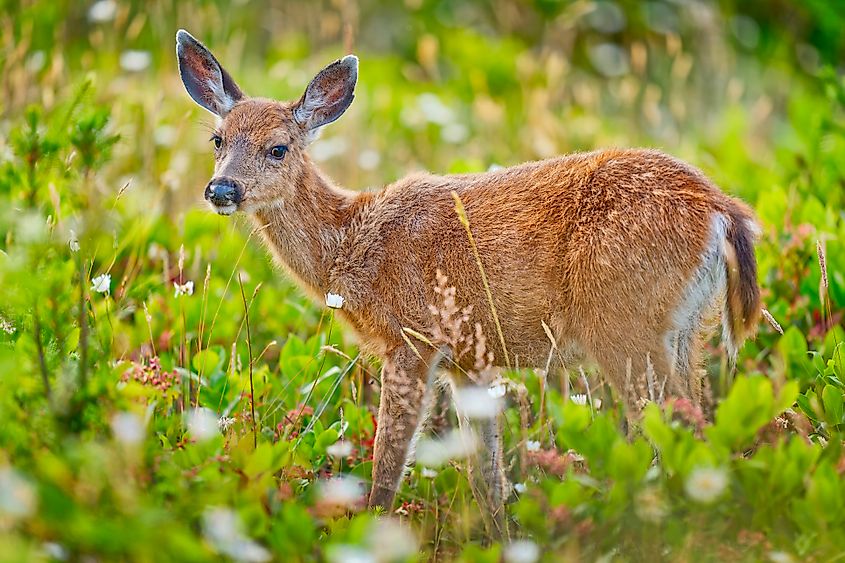 A black-tailed deer (Odocoileus hemionus)