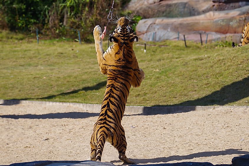 A South China tiger (Panthera tigris amoyensis)